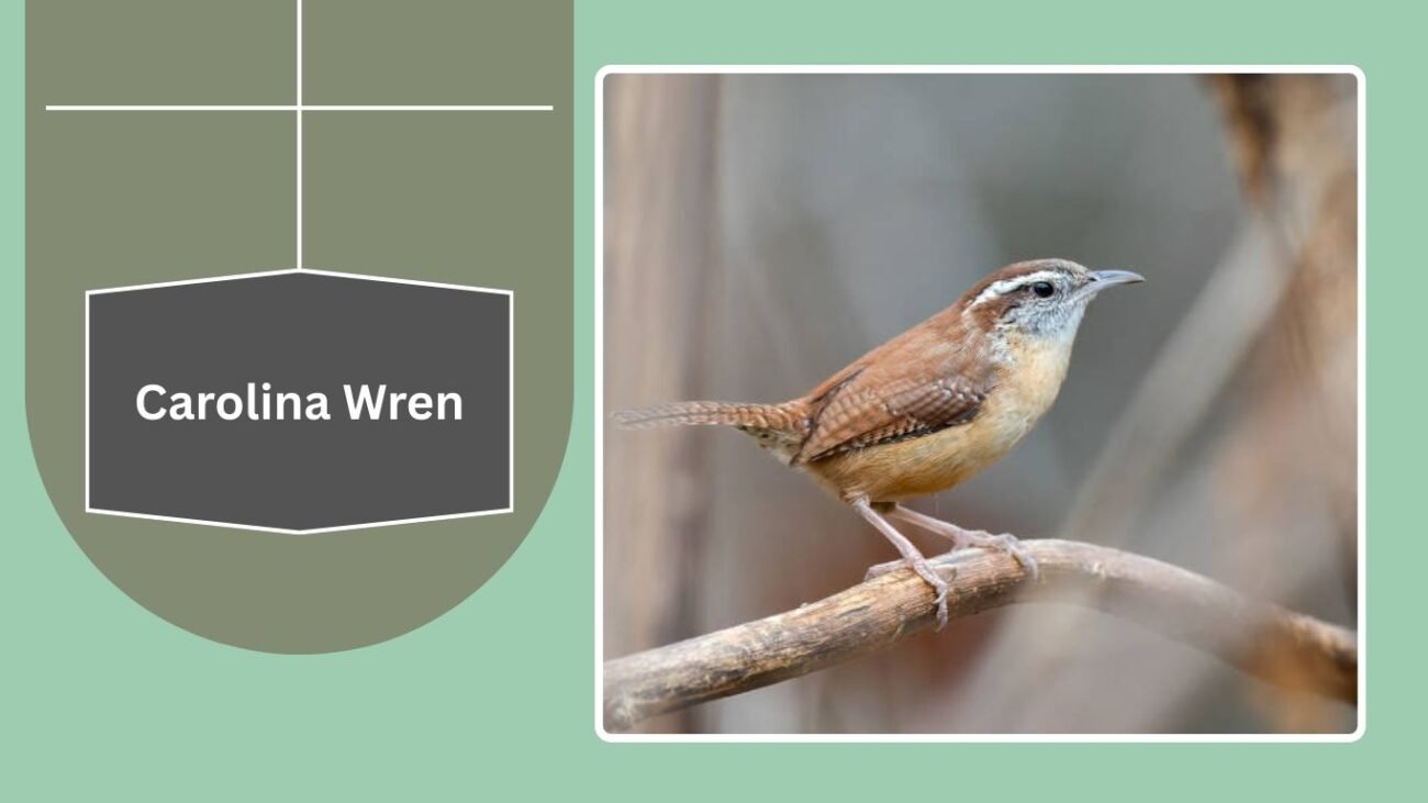 Carolina Wren