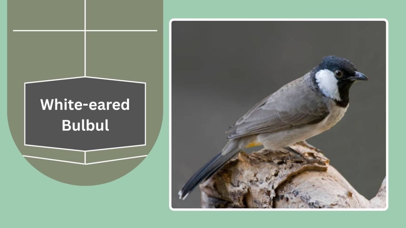 White-eared Bulbul