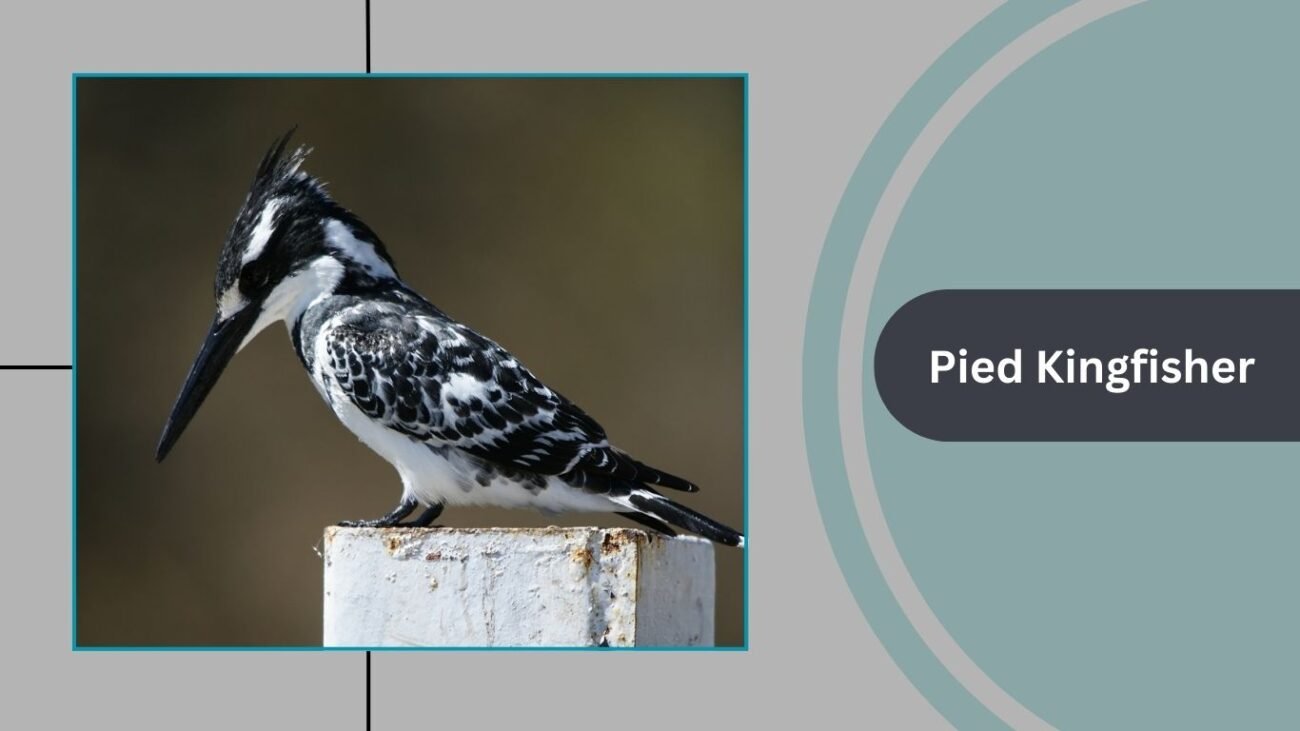 Pied Kingfisher