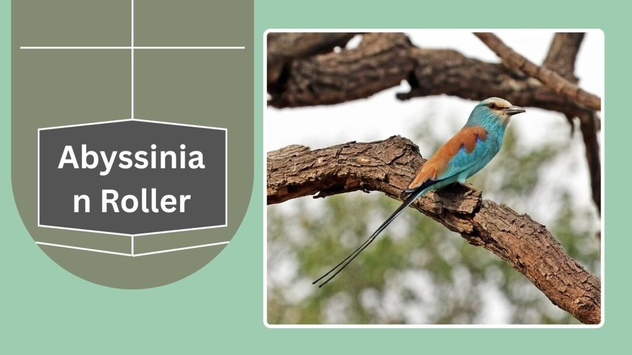 Abyssinian Roller