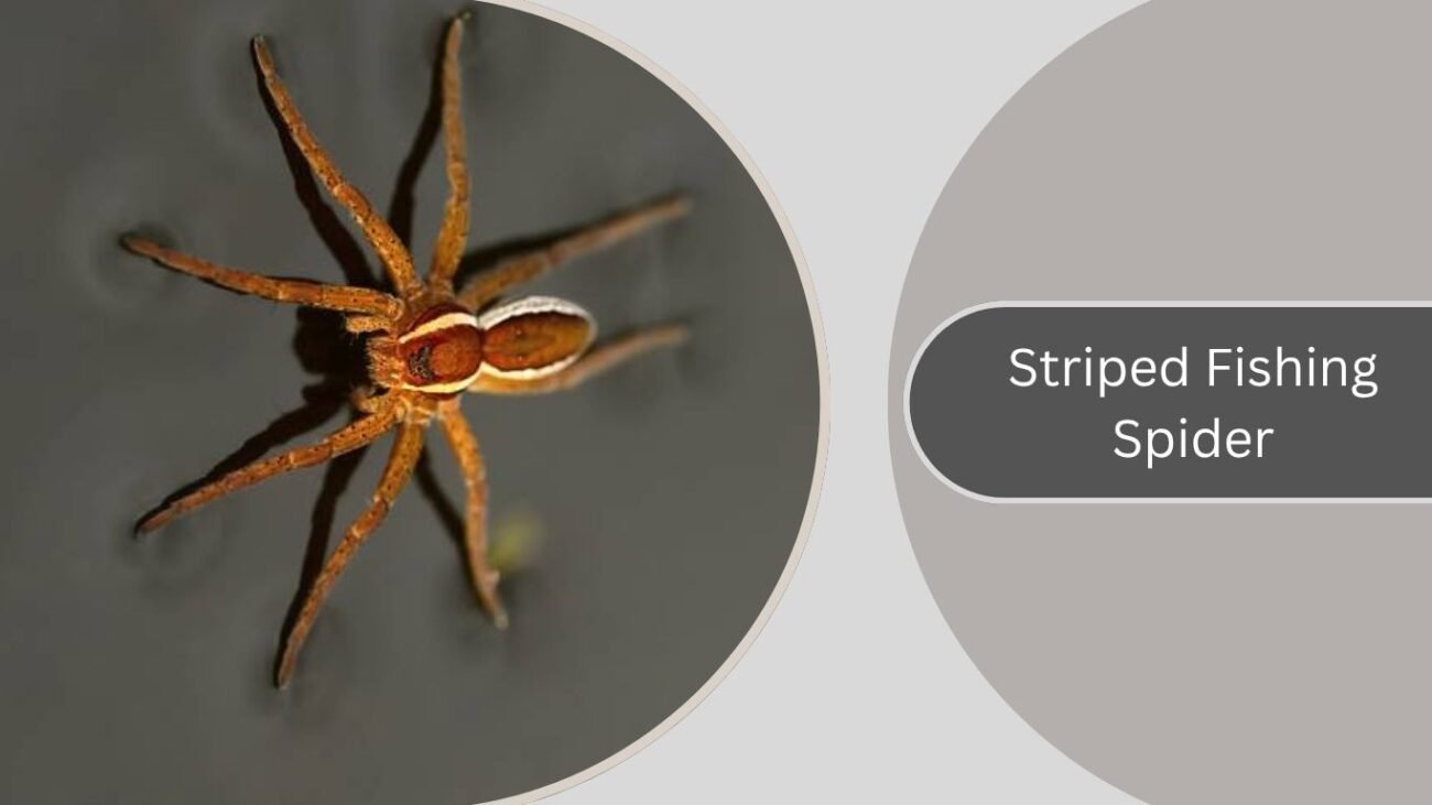 Striped Fishing Spider