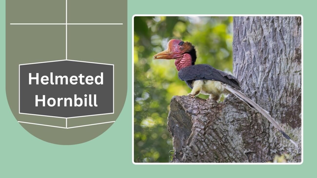 Helmeted Hornbill
