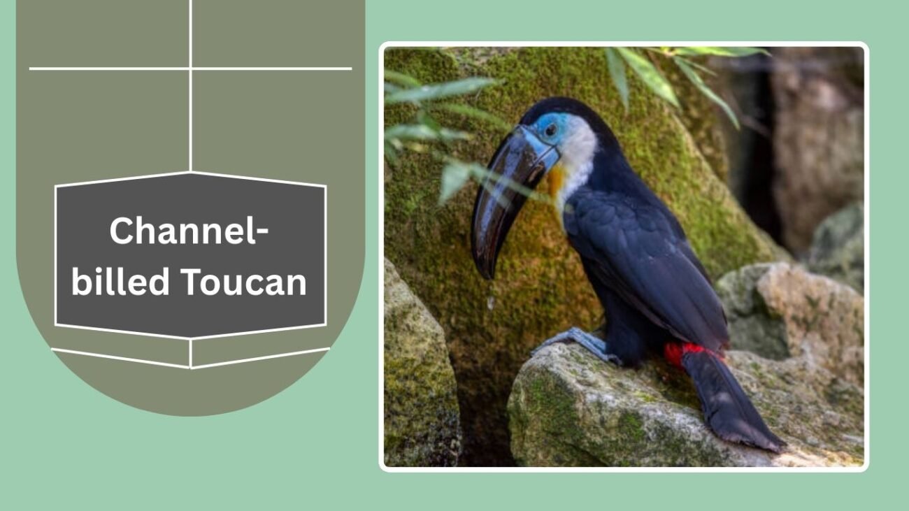 Channel-billed Toucan