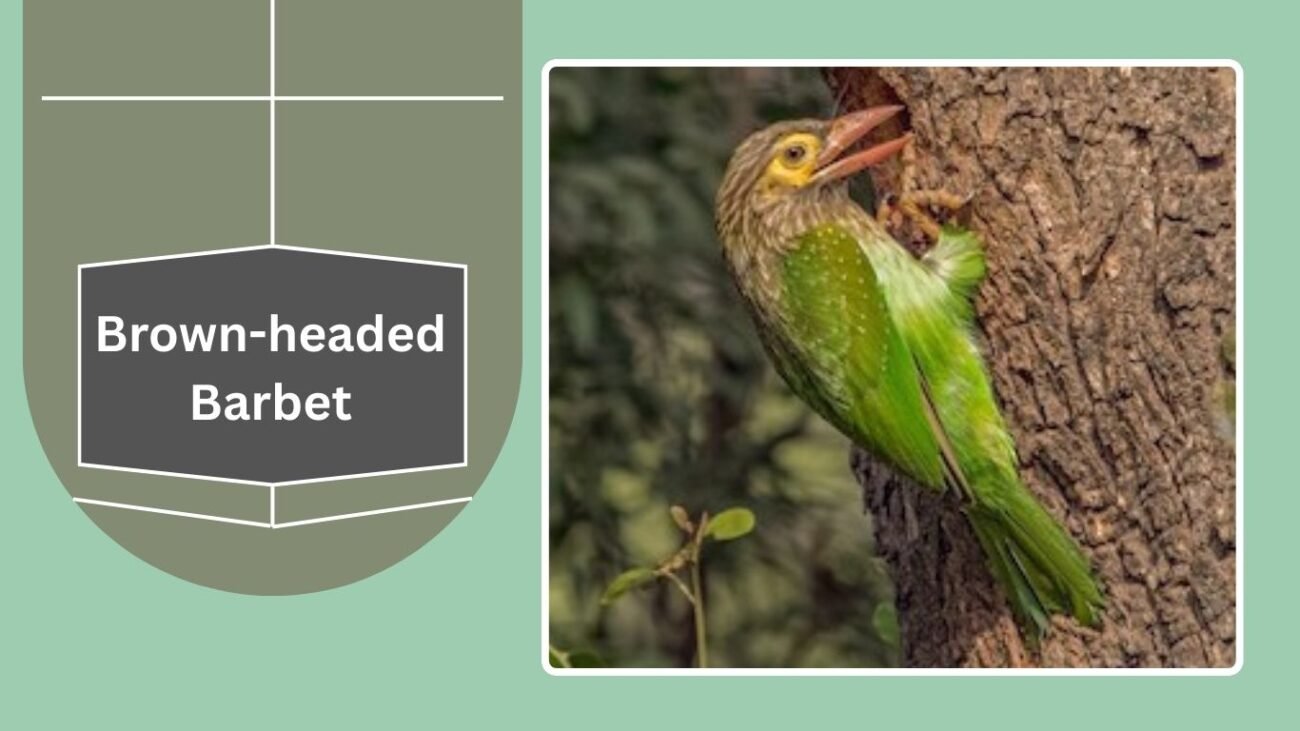 Brown-headed Barbet
