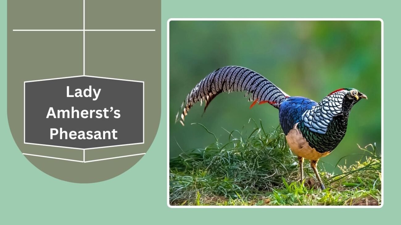 Lady Amherst’s Pheasant