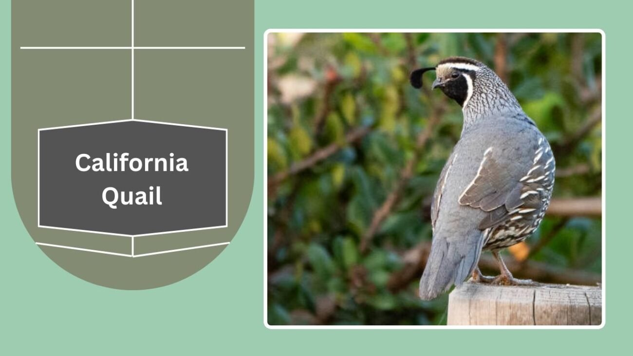California Quail