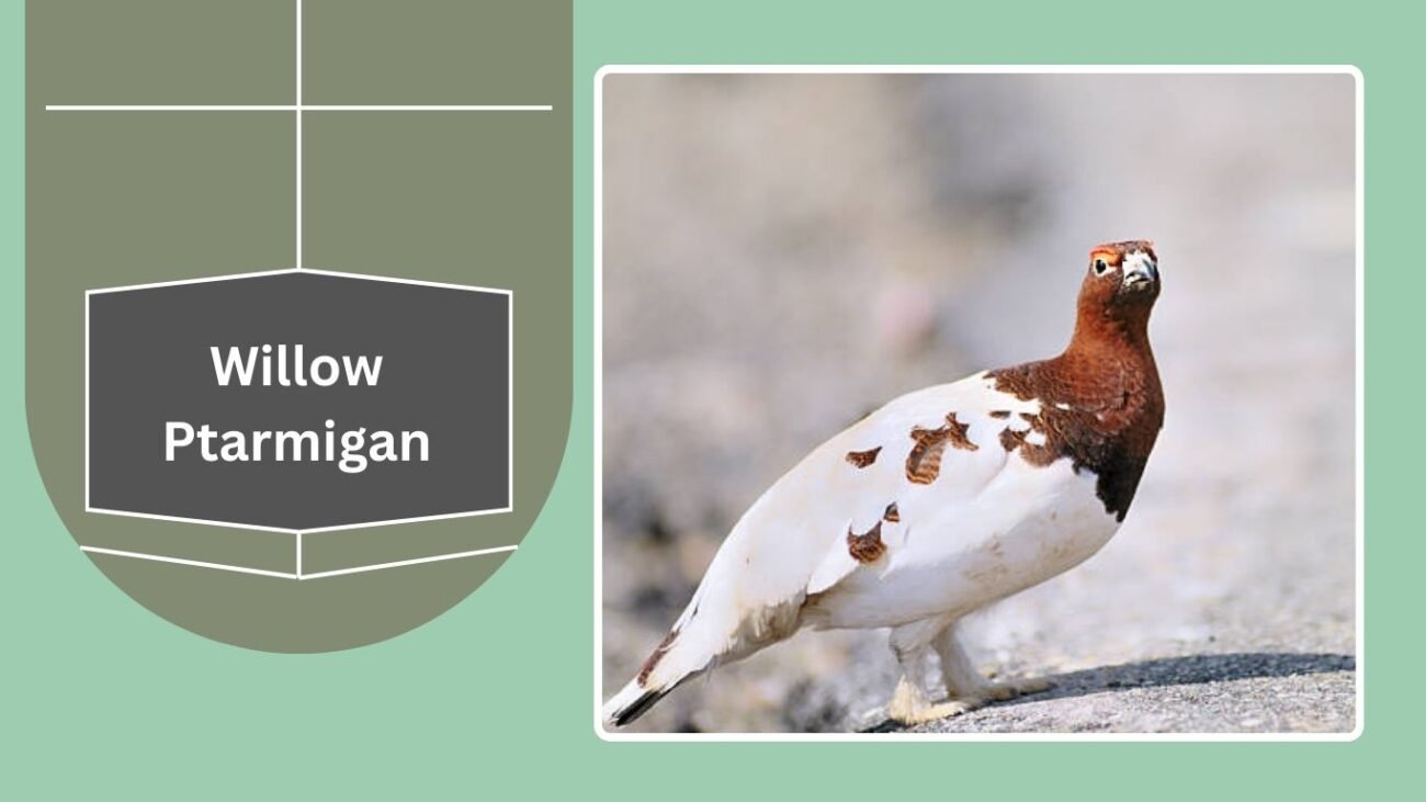 Willow Ptarmigan
