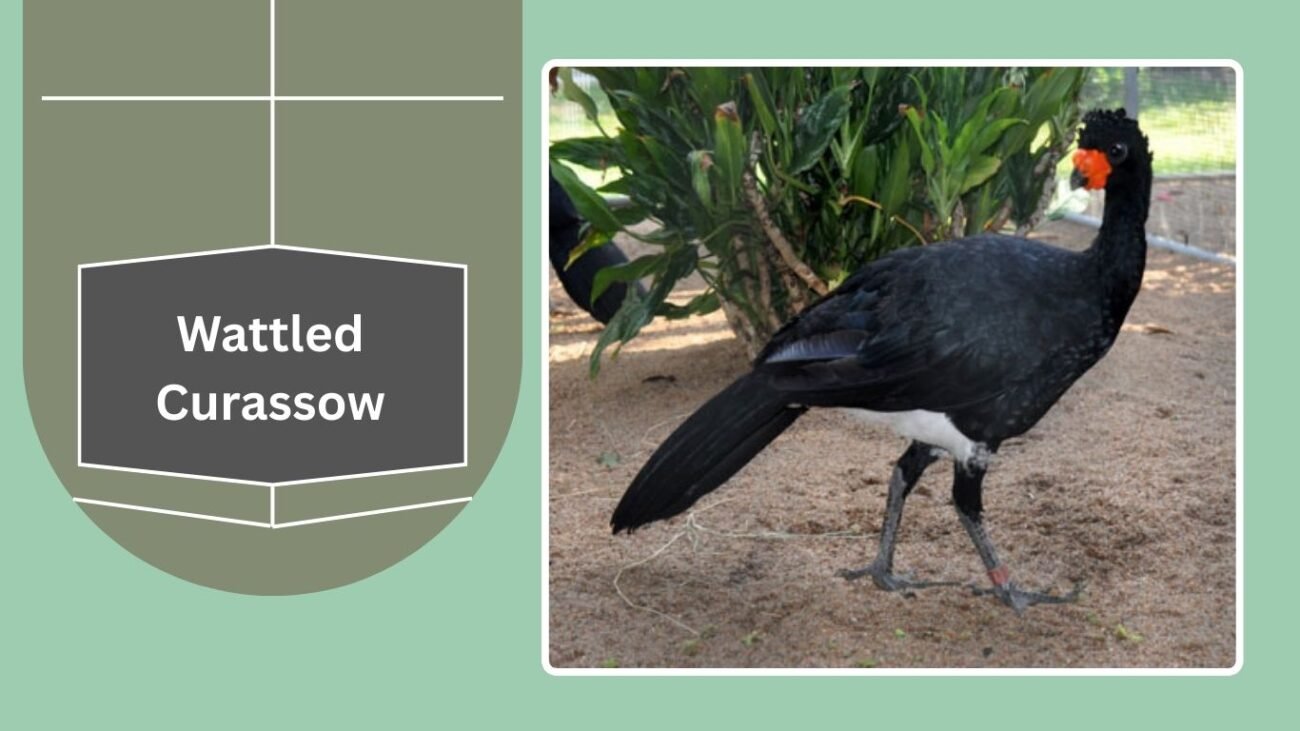 Wattled Curassow
