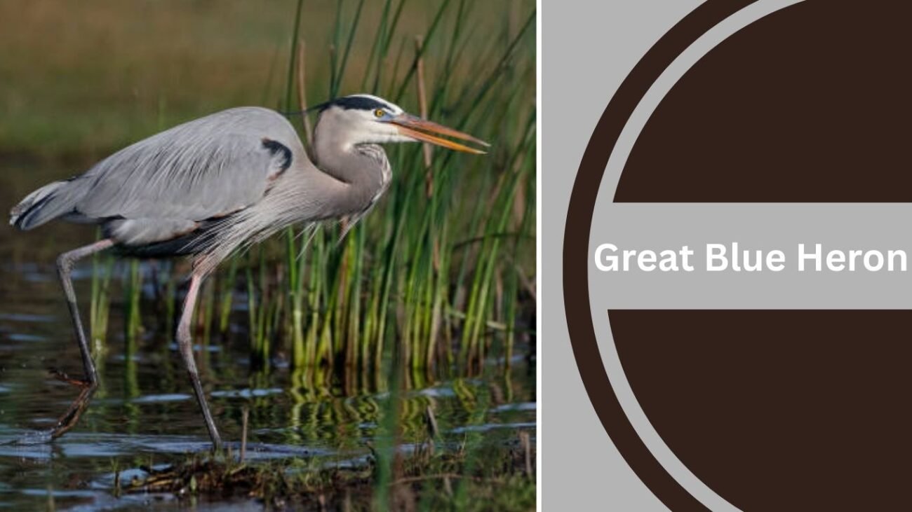 Great Blue Heron
