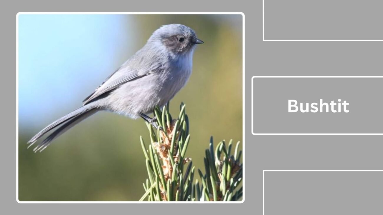 Bushtit
