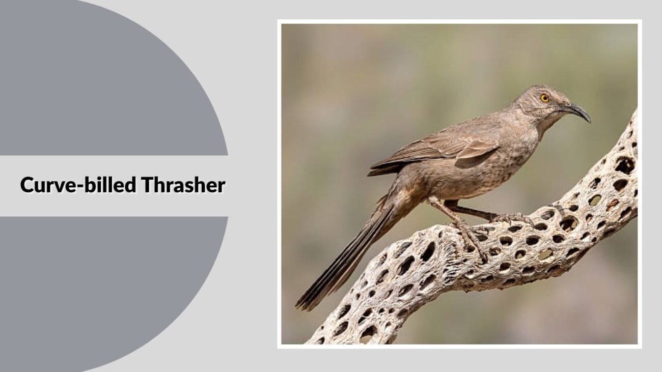 Curve-billed Thrasher