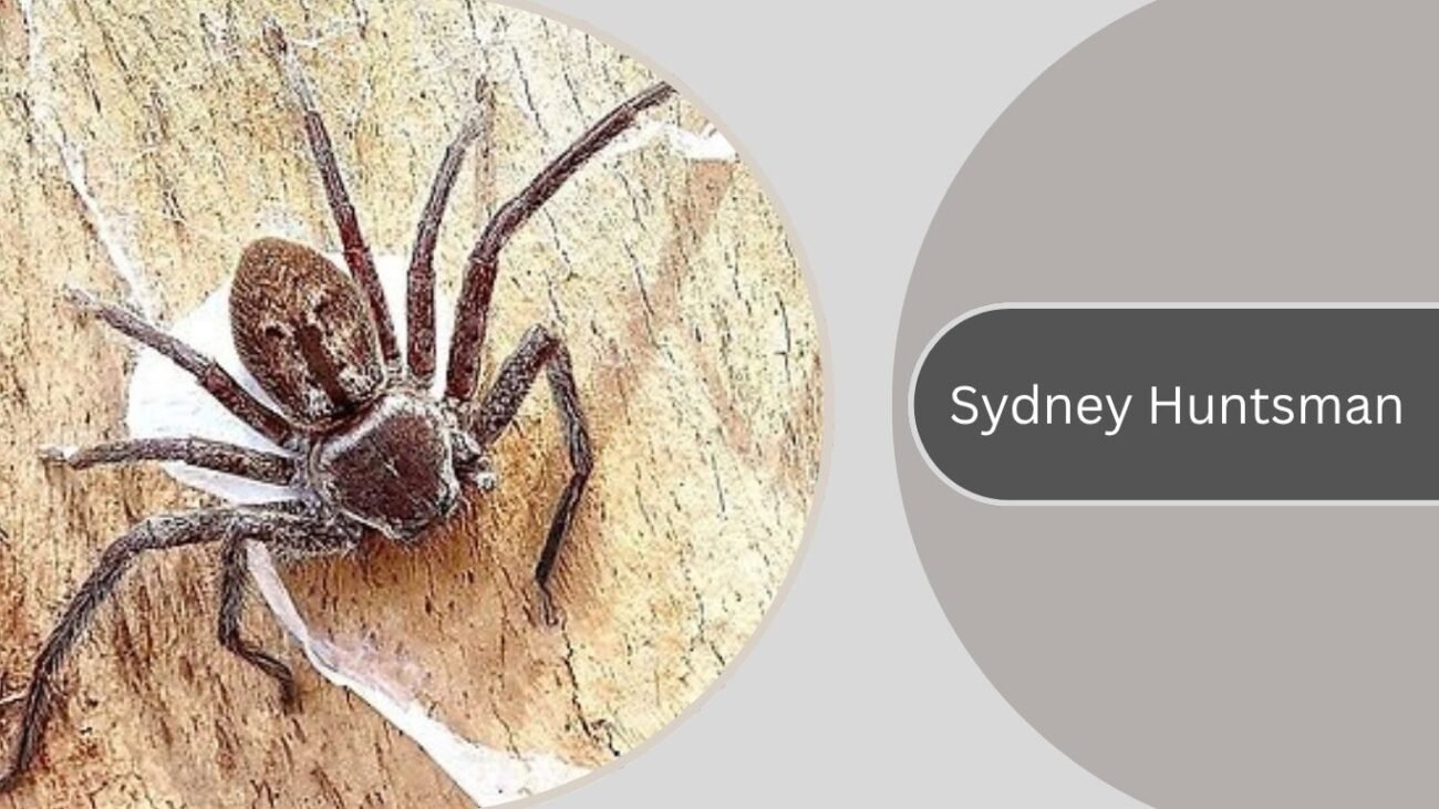 Sydney Huntsman