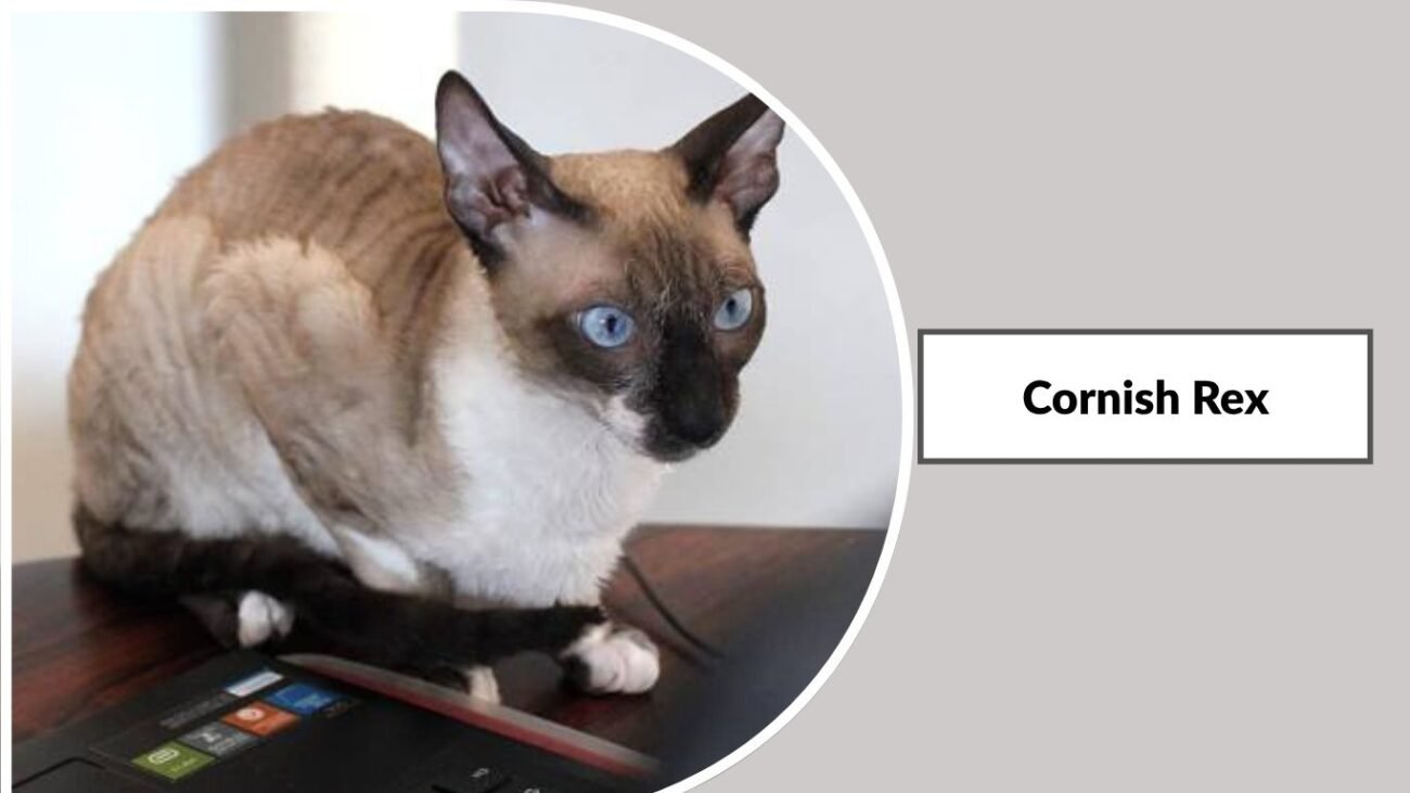 Cornish Rex