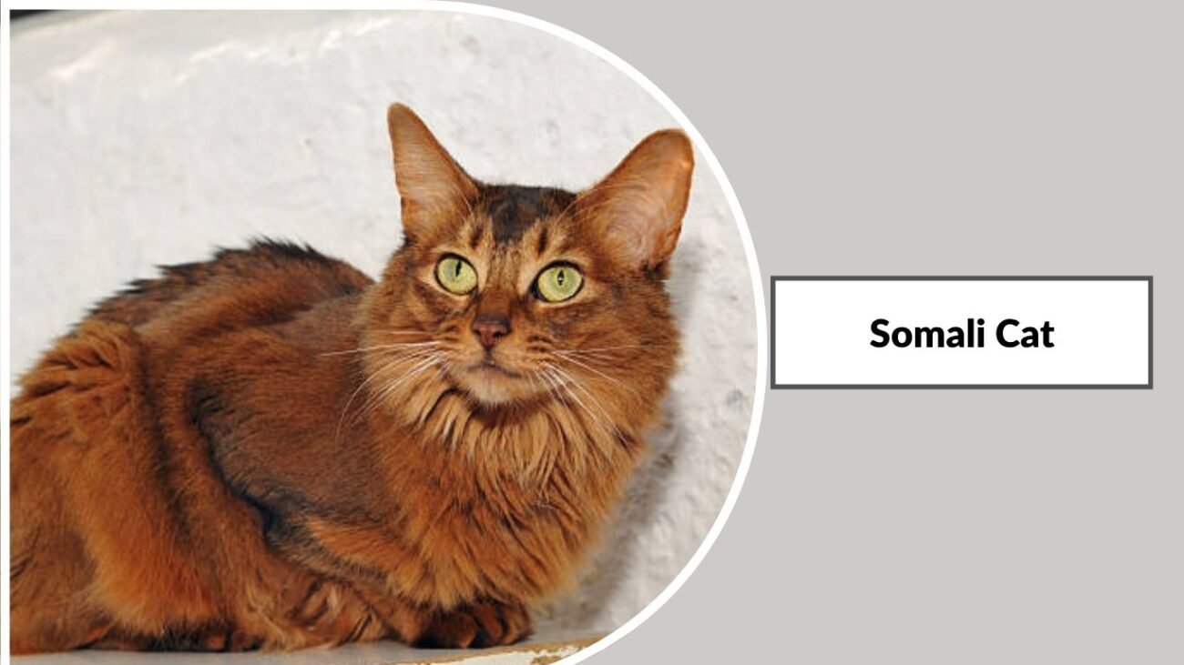 Somali Cat