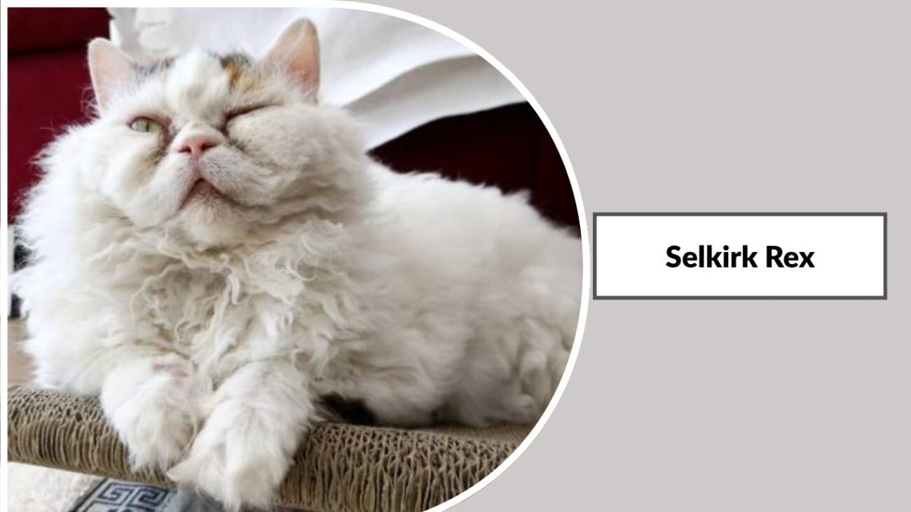 Selkirk Rex