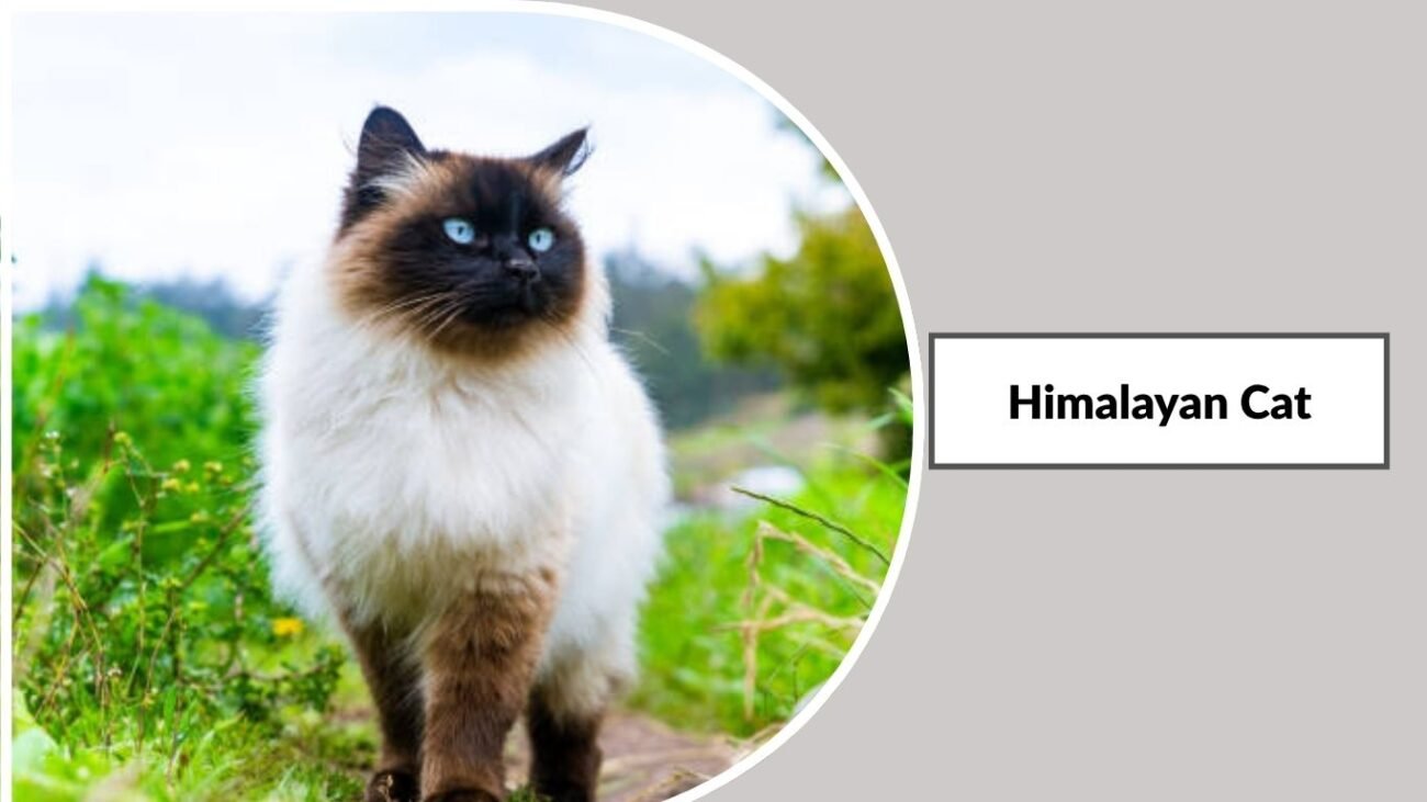 Himalayan Cat