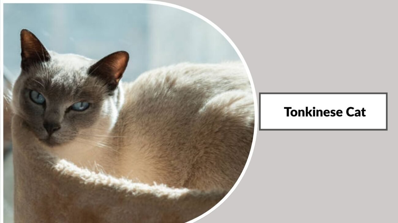 Tonkinese Cat