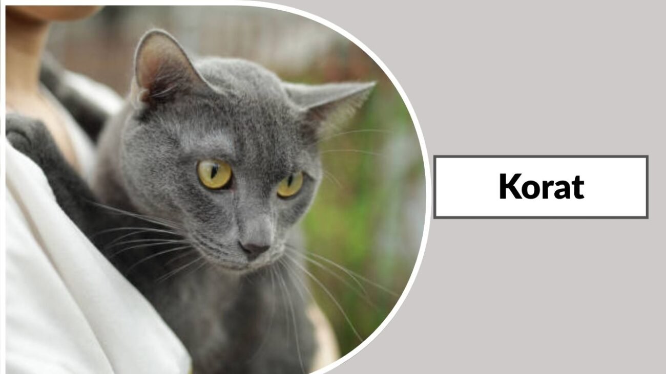 Korat
