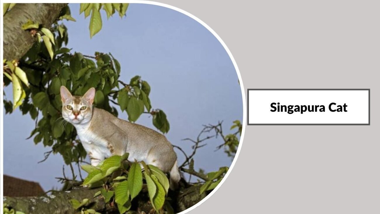 Singapura Cat