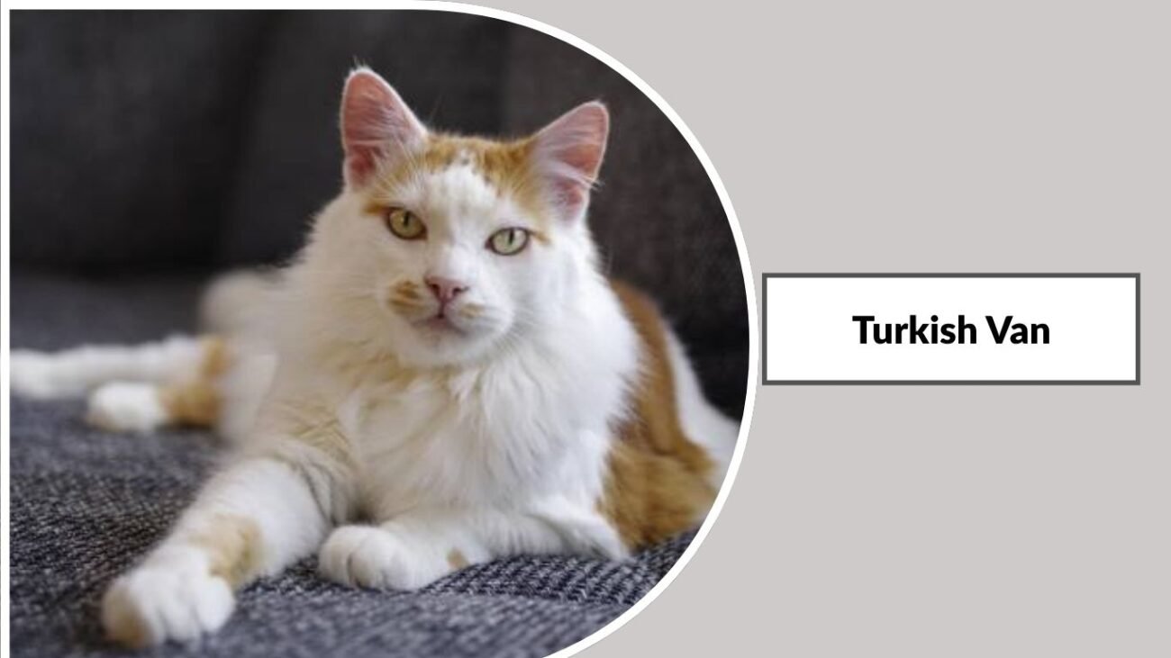 Turkish Van