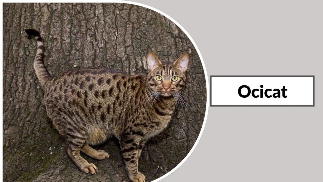 Ocicat