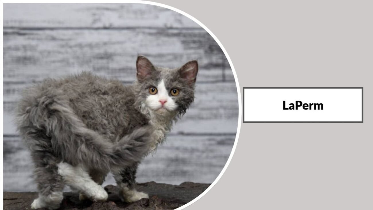 LaPerm