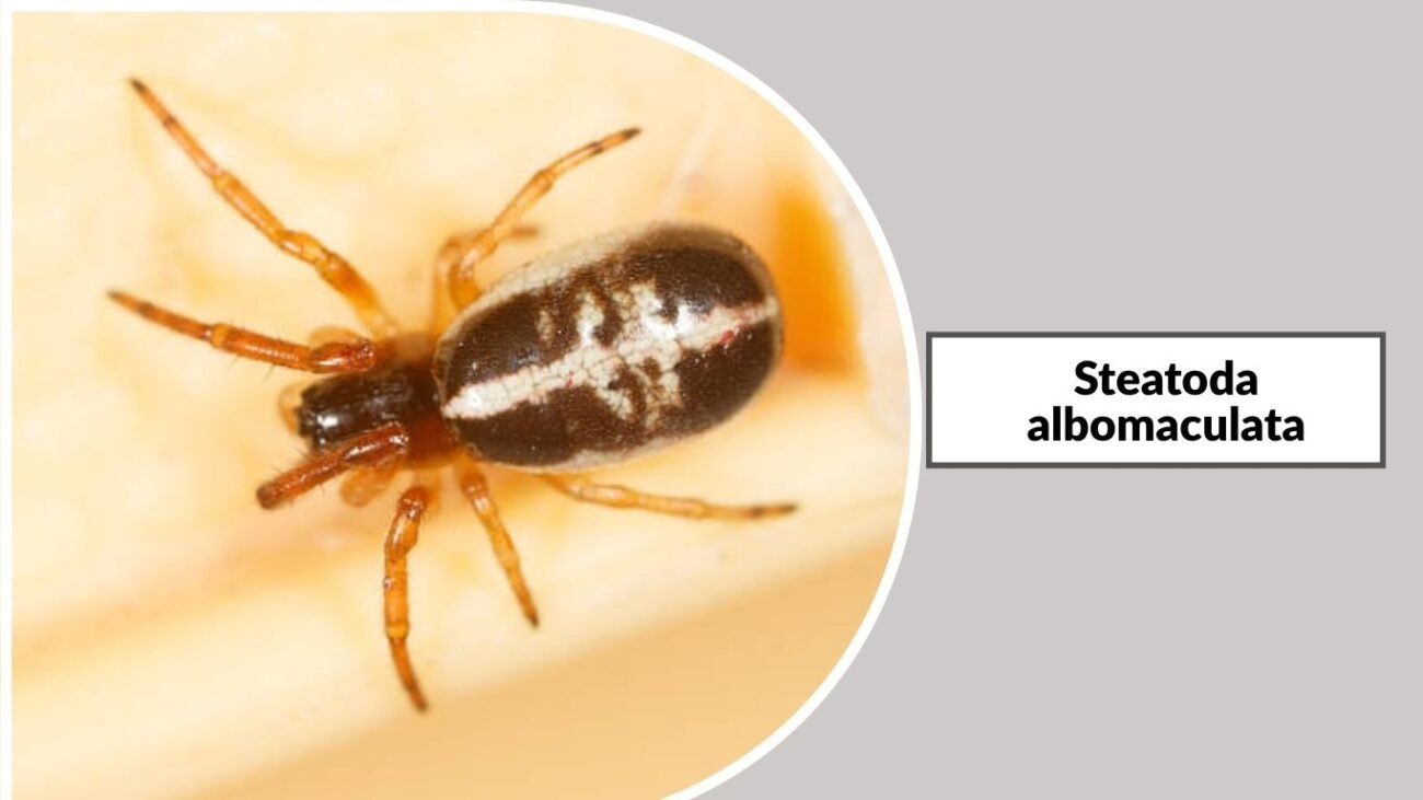 Steatoda albomaculata