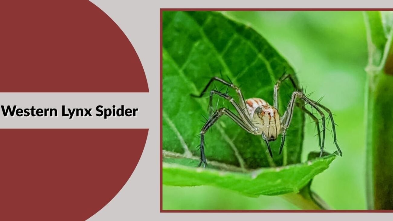  Western Lynx Spider