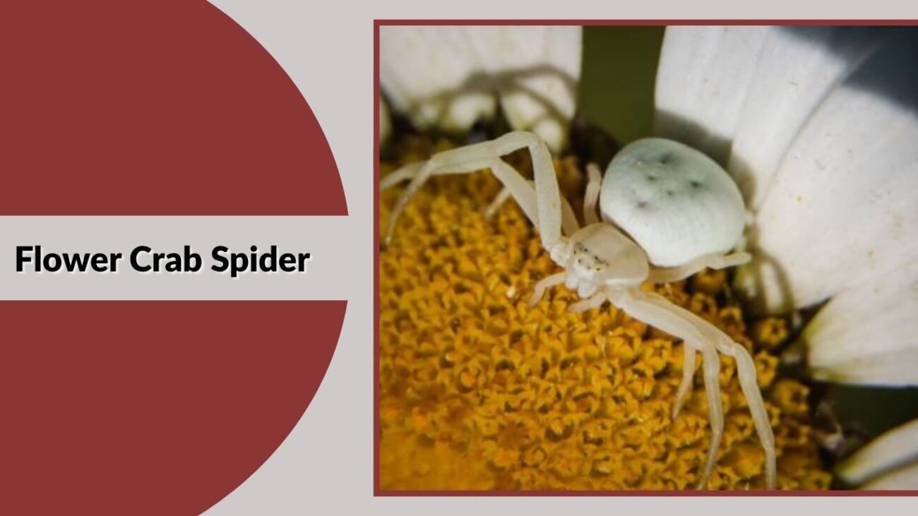 Flower Crab Spider