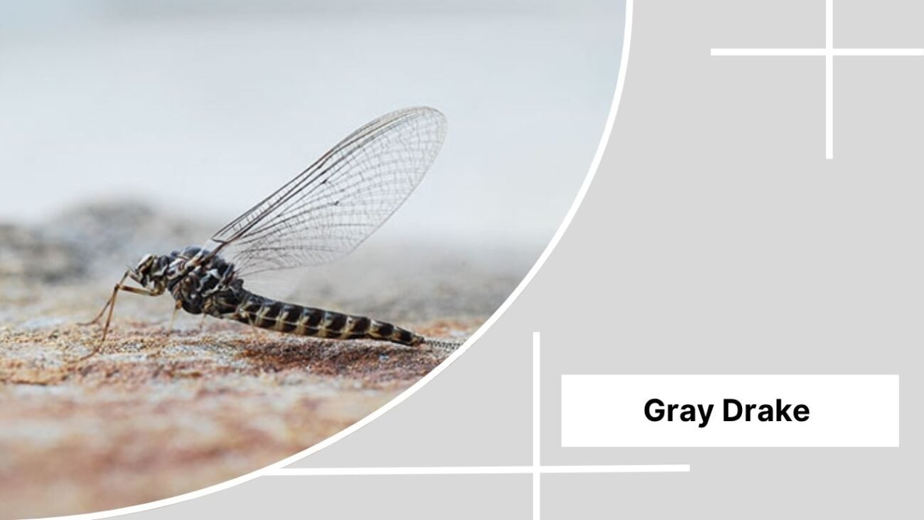 Gray Drake