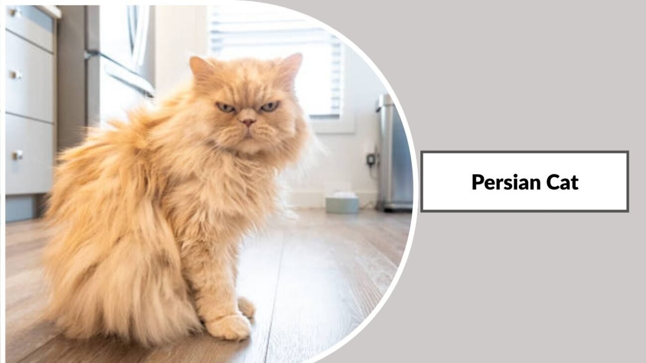Persian Cat