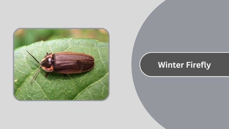 21 Types of Firefly: Identificaton With Pictures
