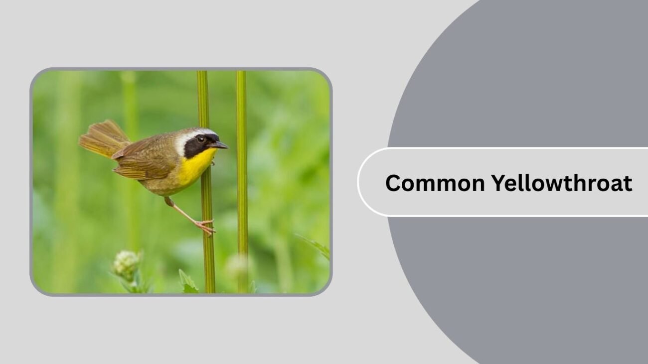 Common Yellowthroat