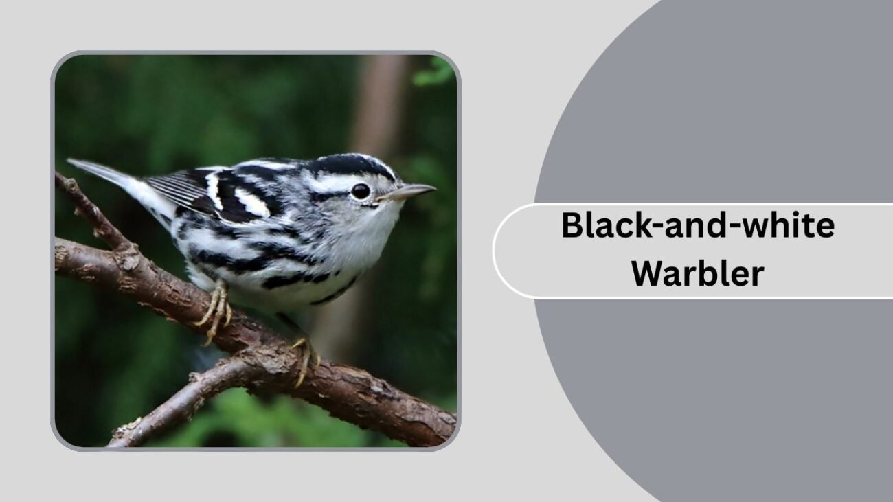 Black-and-white Warbler
