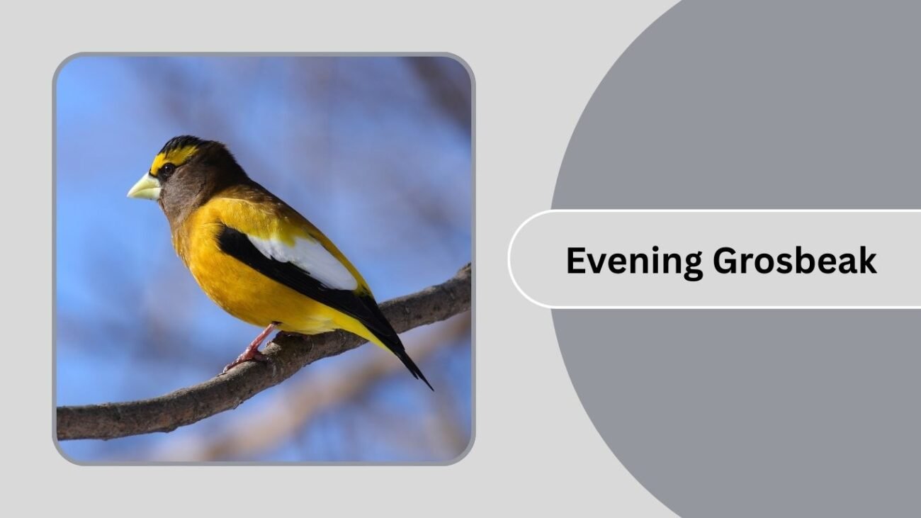 Evening Grosbeak