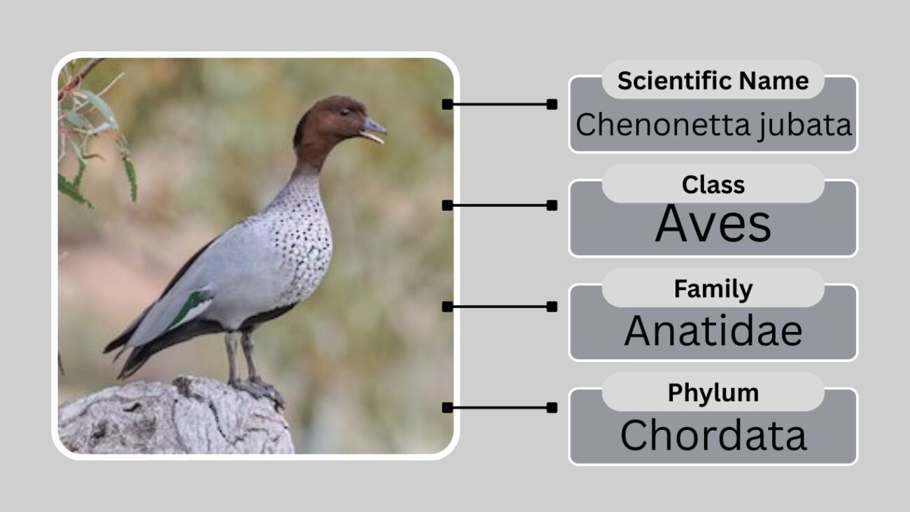 Scientific Name and Taxonomy