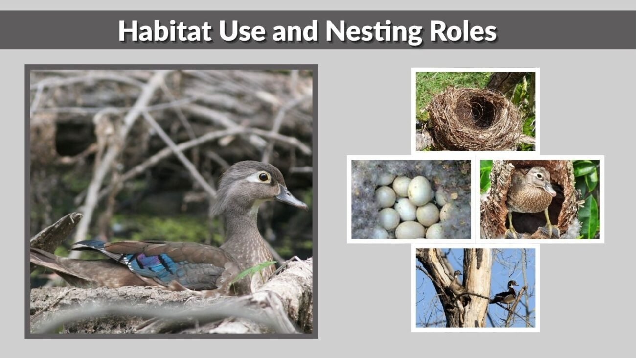 Habitat Use and Nesting Roles