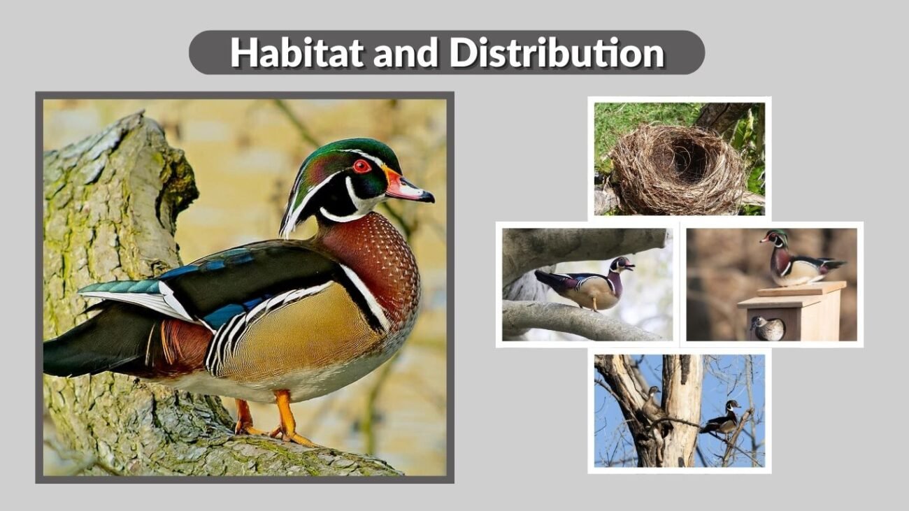 Habitat and Distribution