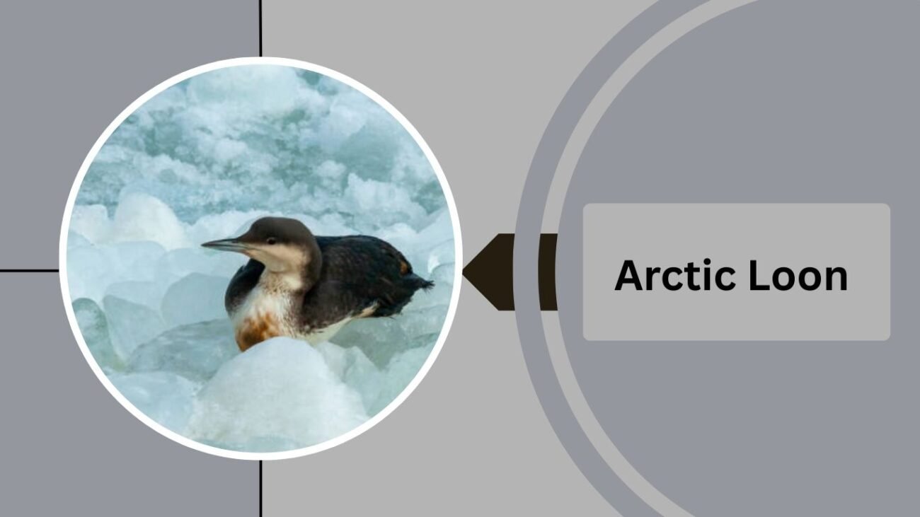 Arctic Loon
