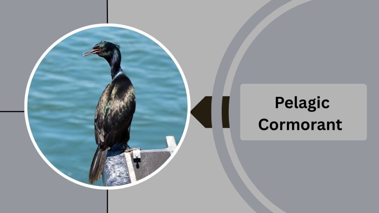 Pelagic Cormorant