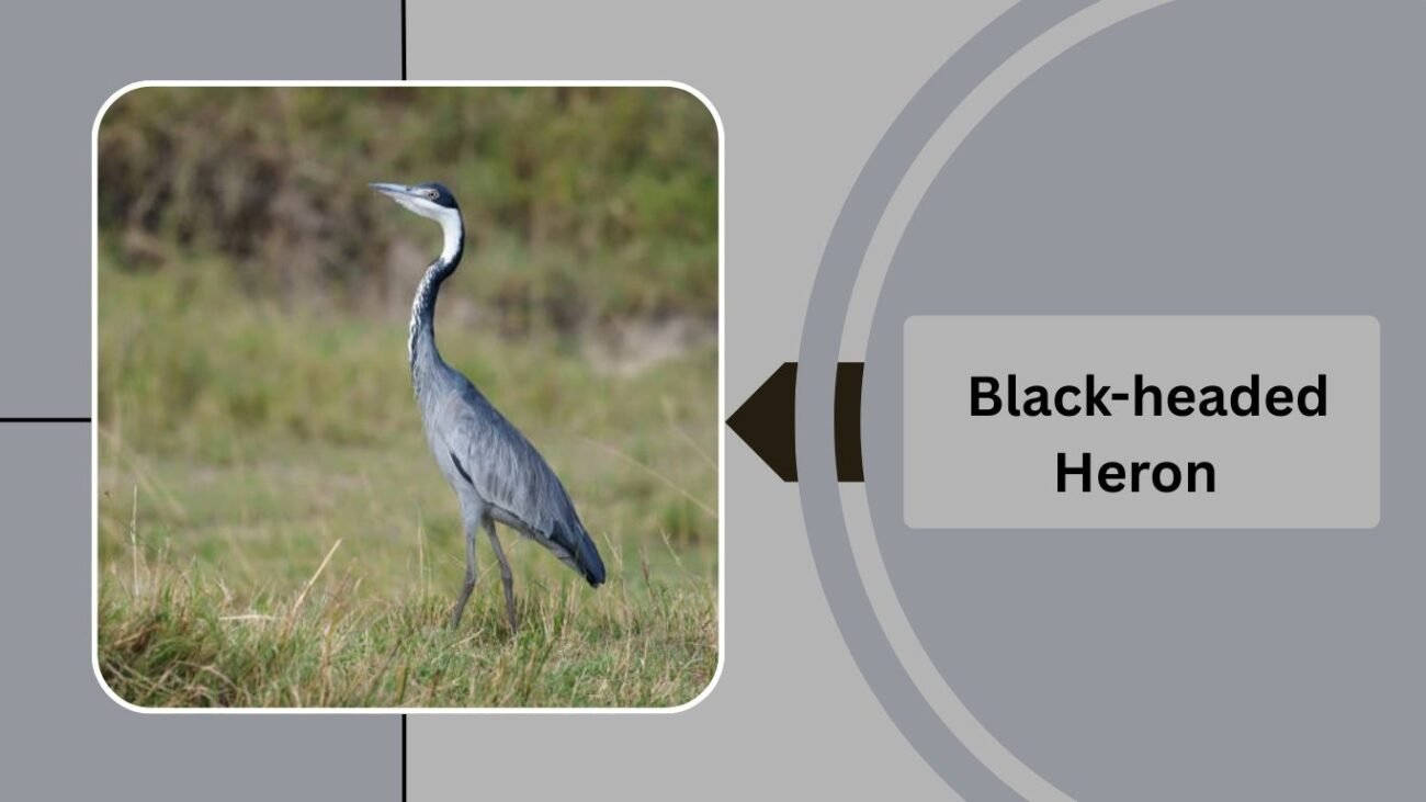  Black-headed Heron