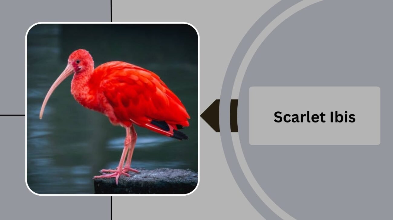 Scarlet Ibis