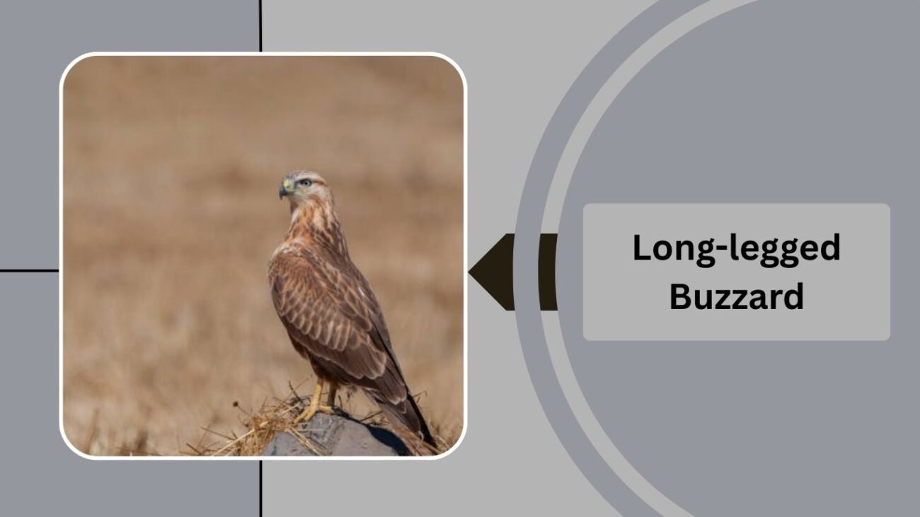 Long-legged Buzzard