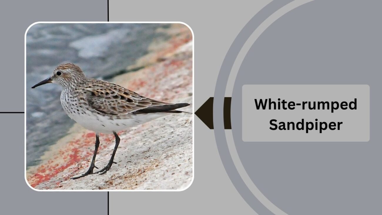 White-rumped Sandpiper