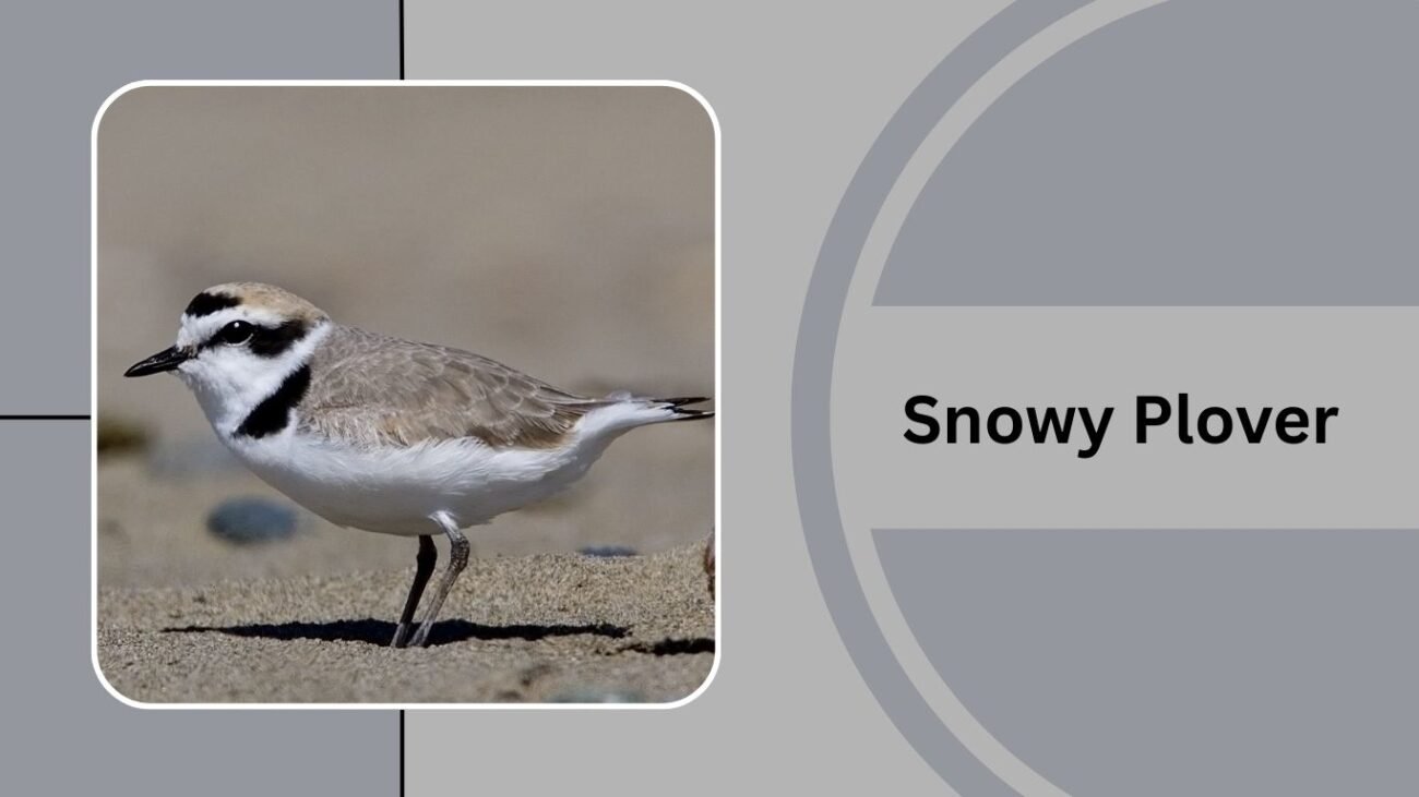 Snowy Plover