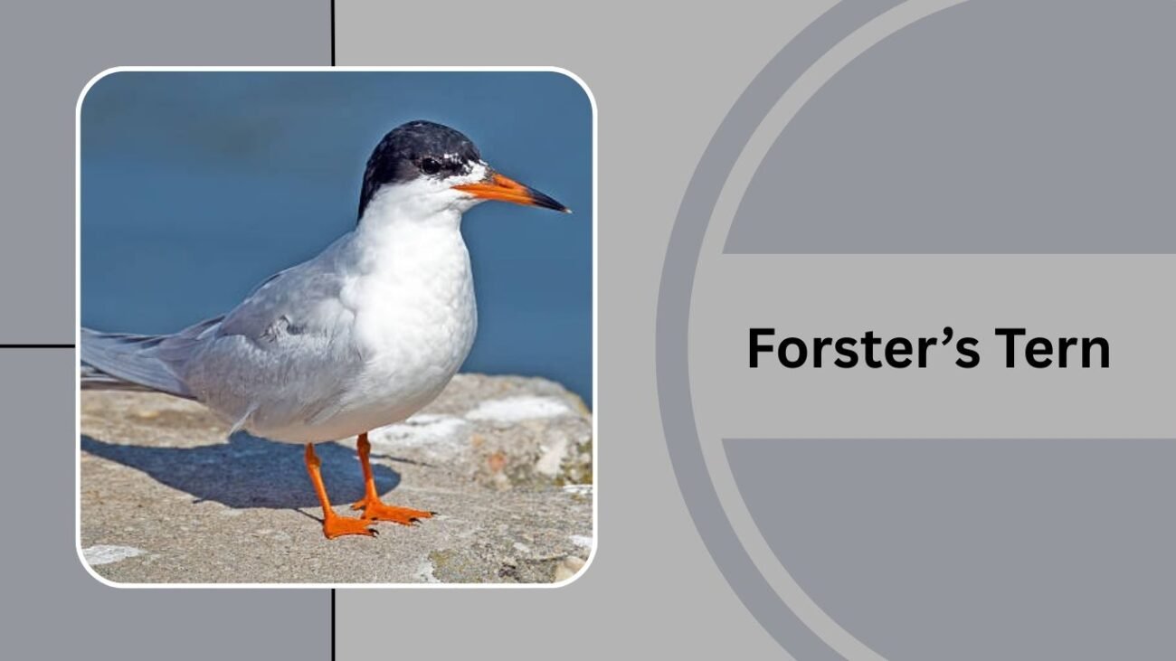 Forster’s Tern