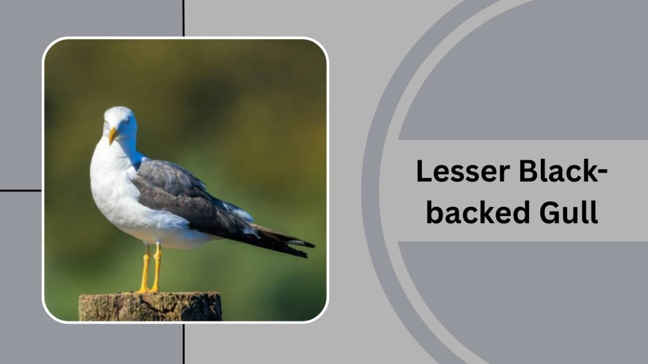 Lesser Black-backed Gull