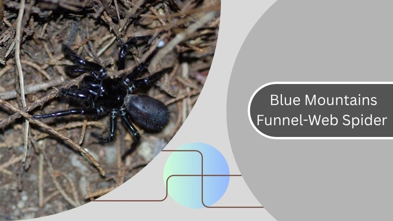 Blue Mountains Funnel-Web Spider