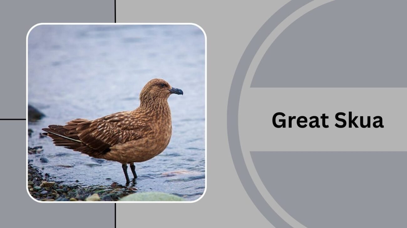  Great Skua
