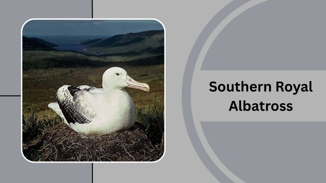 Southern Royal Albatross
